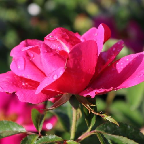 Rosa Gartenfreund® - rózsaszín - Csokros virágú - magastörzsű rózsafa- bokros koronaforma